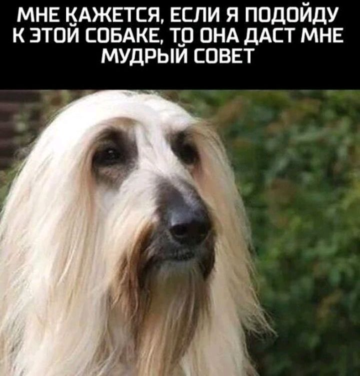 МНЕ КАЖЕТСЯ ЕСЛИ Я ППДПЙДУ К ЭТПЙ СОБАКЕ т_п ОНА ДАСТ МНЕ МУДРЫЙ СОВЕТ