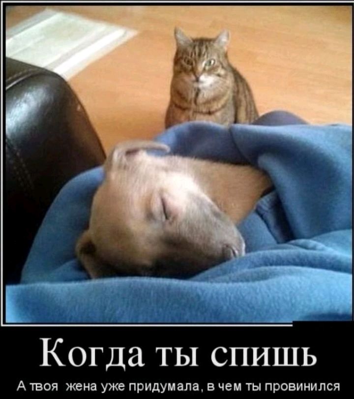 Когда ты спишь А твоя жена уже придумала в чем ты провинипся