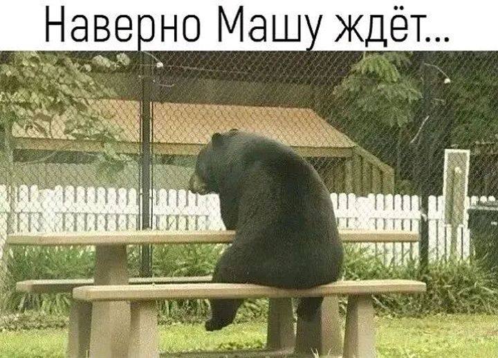 Навено Маш ждёт шип