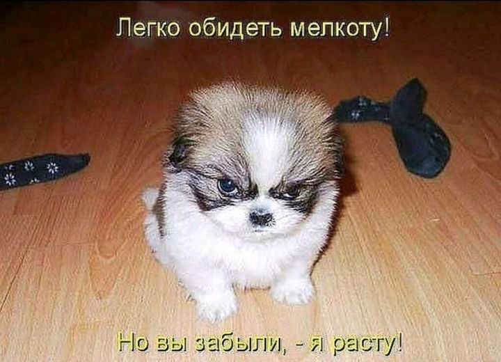 Легко обидеть мепкоти Но вы забыли расту