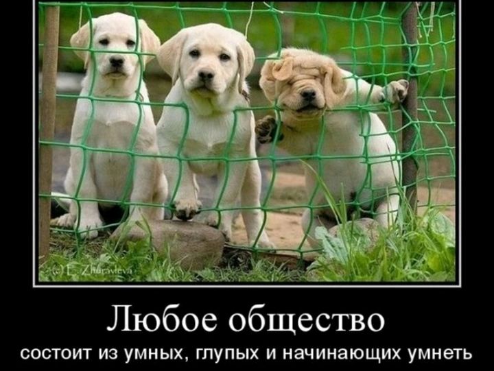 Любое общество состоит из умных глупых и начинающих умнеть