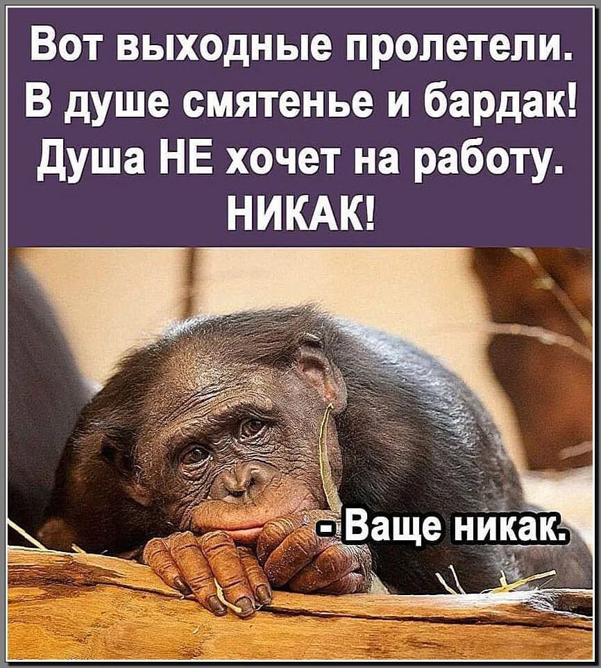 Вот выходные пролетели В душе смятенье и бардак душа НЕ хочет на работу НИКАК