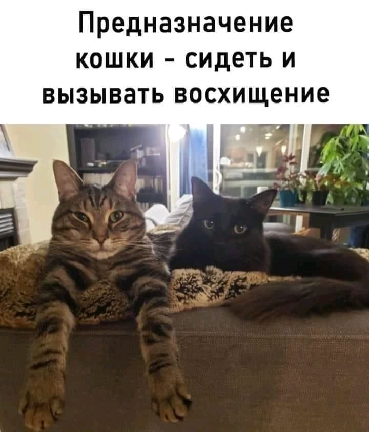Предназначение кошки сидеть и вызывать восхищение