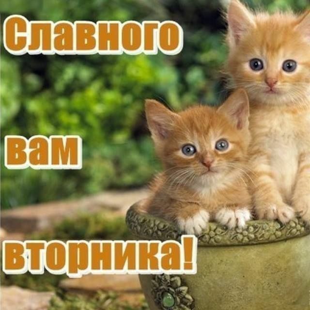 спавною Р