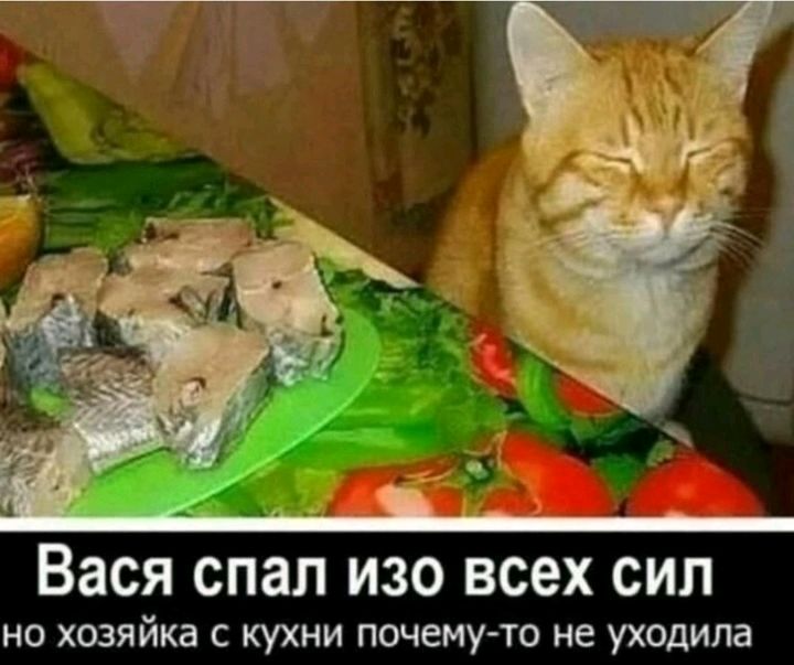 Вася спал изо всех сил на хозяйка кухни почему то не уходила