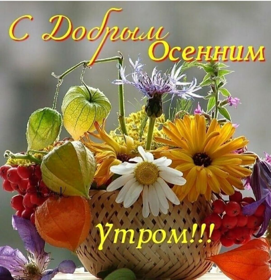 уіт Одиг и