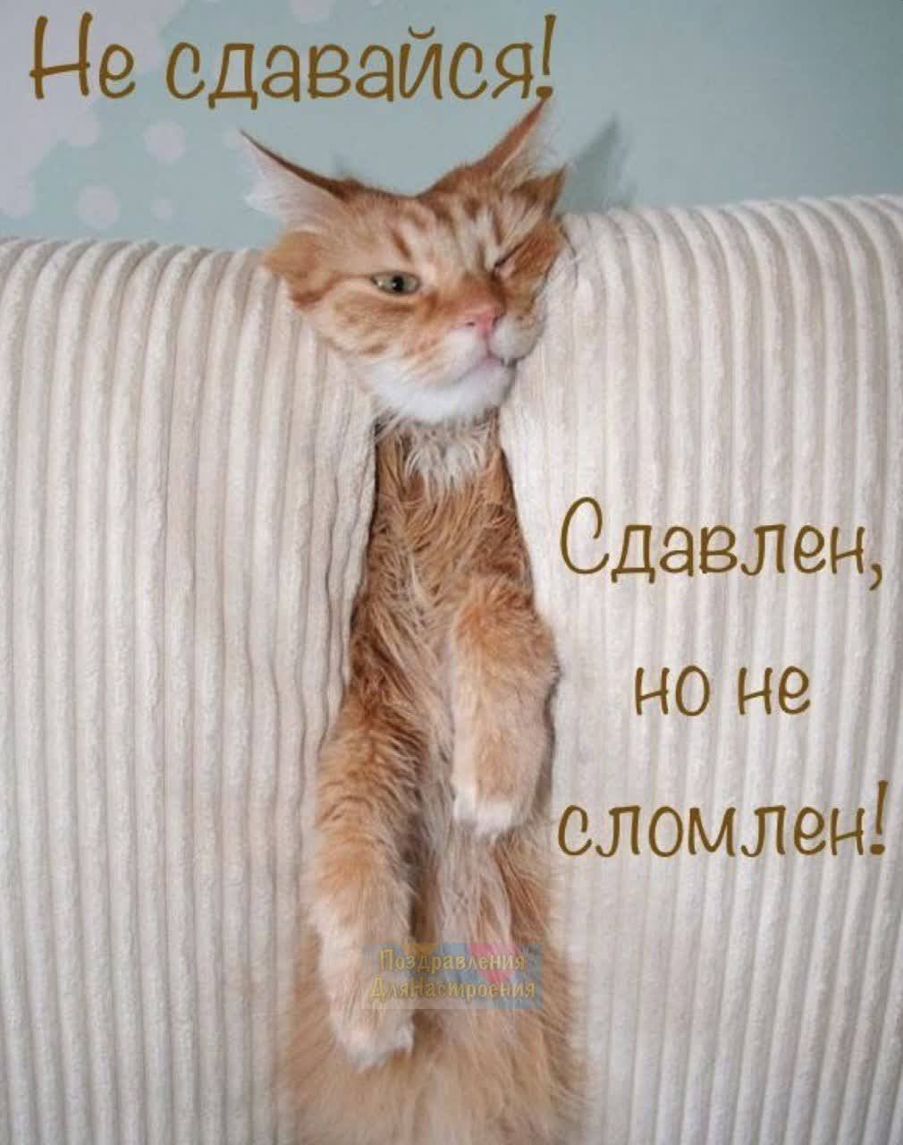 Не сдавайся