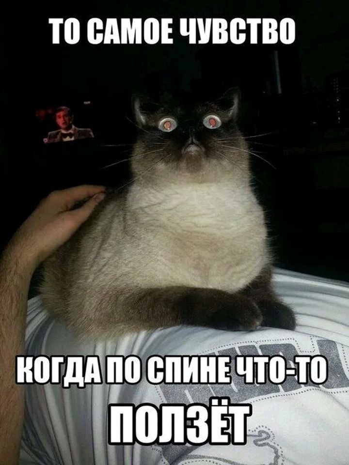 Ю ВАМ ЧУВЩВП