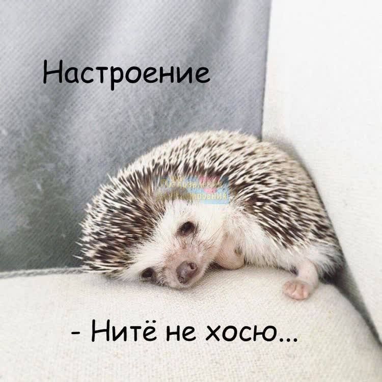 Нитё не хосю