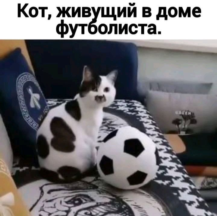 Кот жив щий в доме Футё олиста