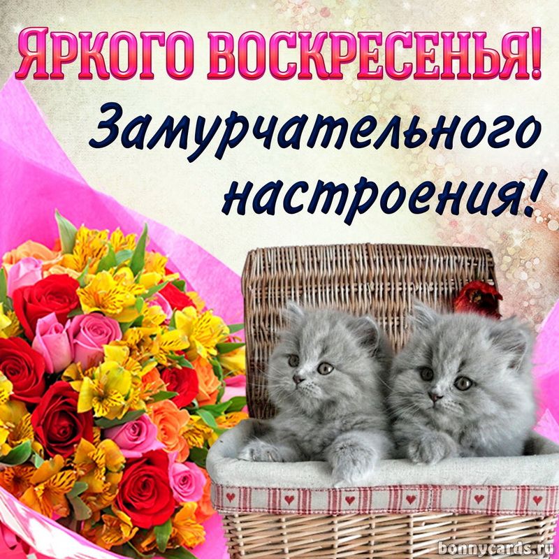 Зам урчательного настроения И
