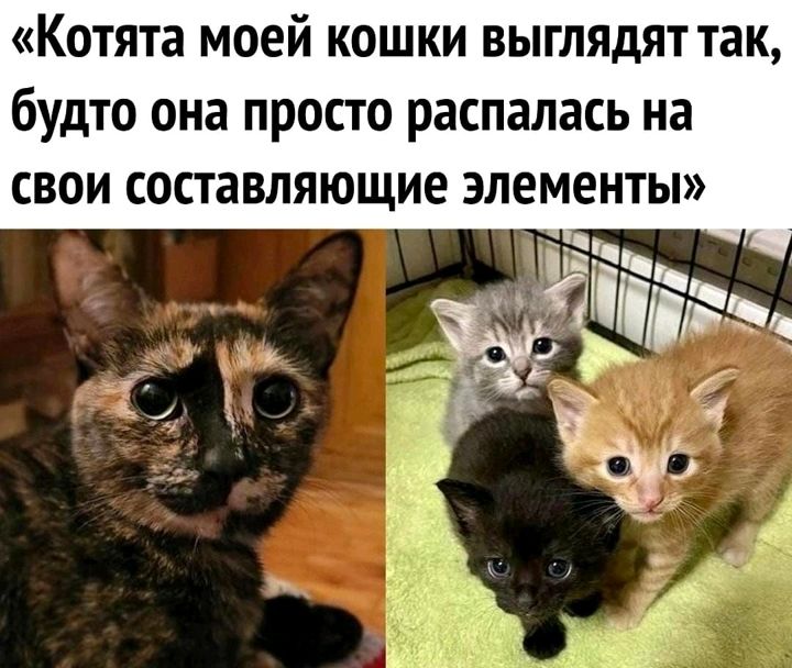 Котята моей кошки выглядят так будто она просто распалась на свои составляющие элементы