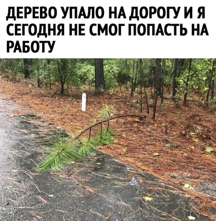 дЕРЕВО УПАЛО НА дОРОГУ И Я СЕГОДНЯ НЕ СМОГ ПОПАСТЬ НА РАБОТУ
