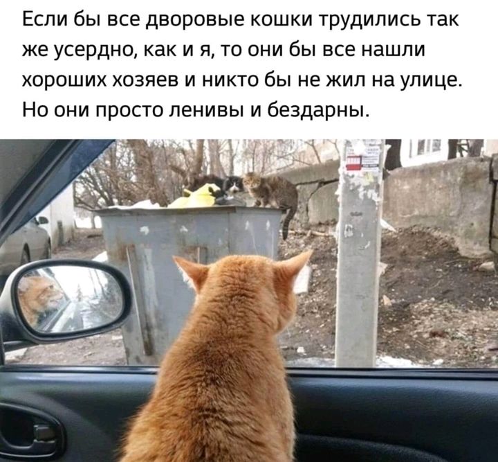 Если бы все дворовые кошки трудились так же усердно как и я то они бы все нашли хороших хозяев и никто бы не жил на улице Но они просто ленивы и бездарны
