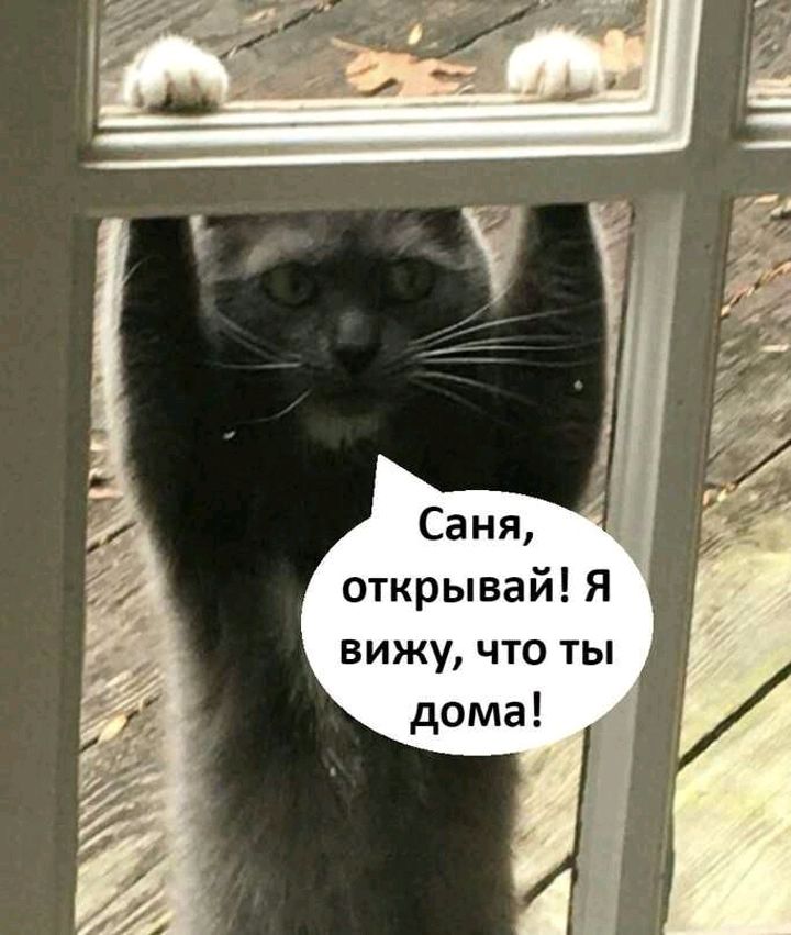 Саня открывай Я вижу что ты дома _