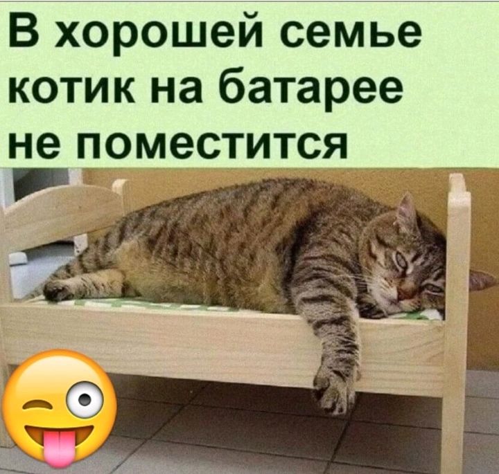 Фото котик на батарее