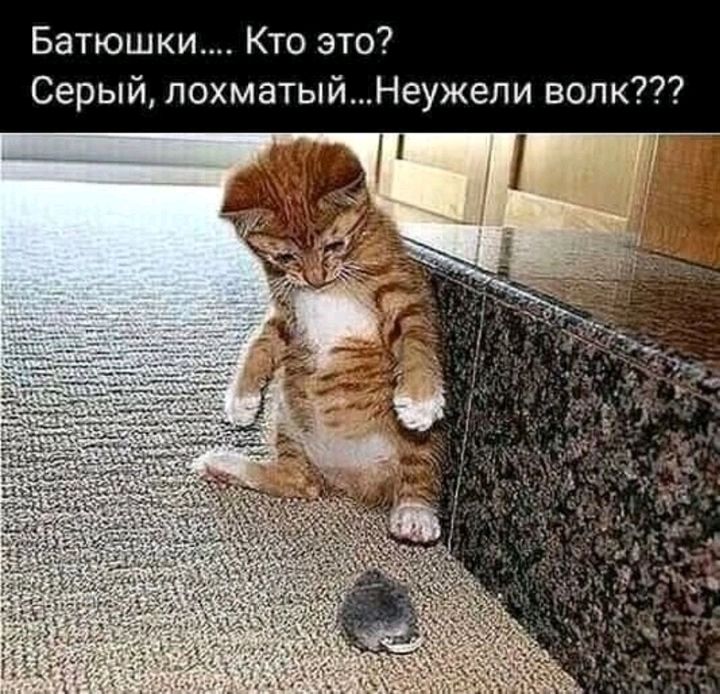 Батюшки Кто это Серый лохматыйНеужели волк