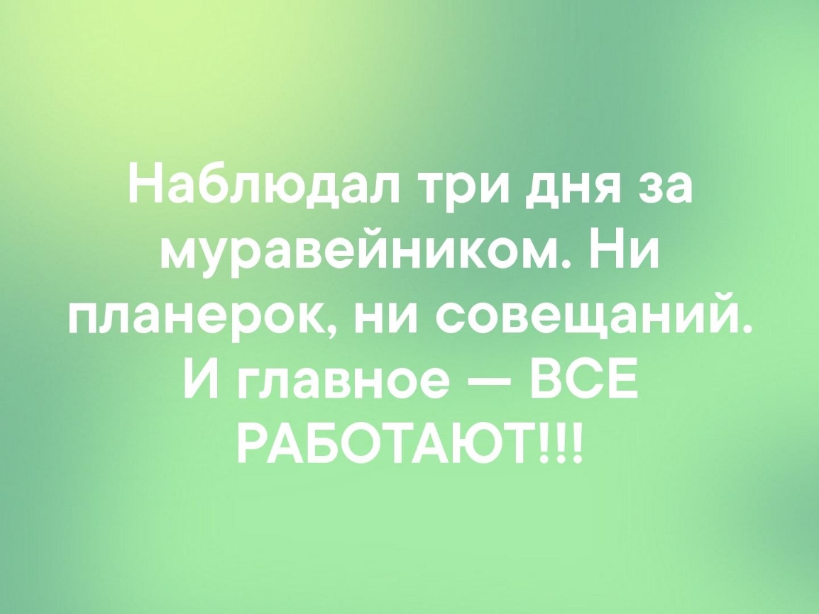 іодал три дня за муравейником Ни планерок ни совещаний И главное ВСЕ РАБОТАЮТ
