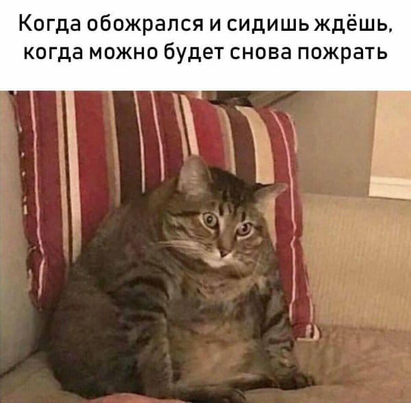 Когда обожрался и сидишь ждёшь когда можно будет снова пожрать