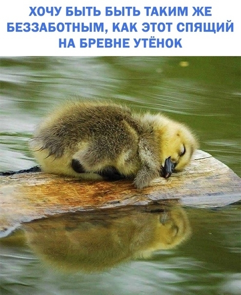 ХОЧУ БЫТЬ БЫТЬ ТАКИМ ЖЕ БЕЗЗАБОТНЫМ КАК ЭТОТ СПЯЩИЙ НА БРЕВНЕ УТЁНОК