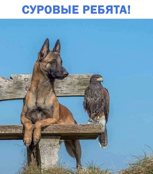 СУРОВЫЕ РЕБЯТА