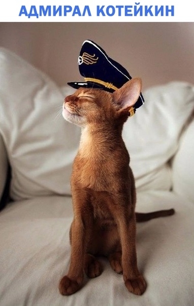 ААМИРАА КОТЕЙКИН