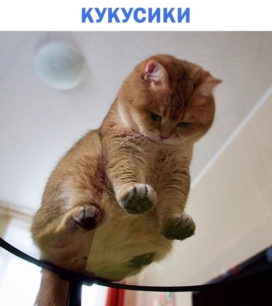 КУКУСИ КИ