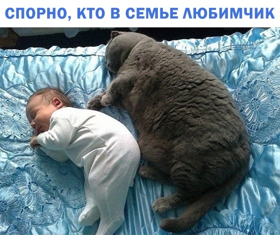 СПОРНО КТО В СЕМЬЕ АЮБИМЧИК