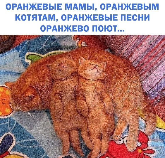 ОРАНЖЕВЫЕ МАМЫ ОРАНЖЕВЫМ КОТЯТАМ ОРАНЖЕВЫЕ ПЕСНИ ОРАНЖЕВО ПОЮТ