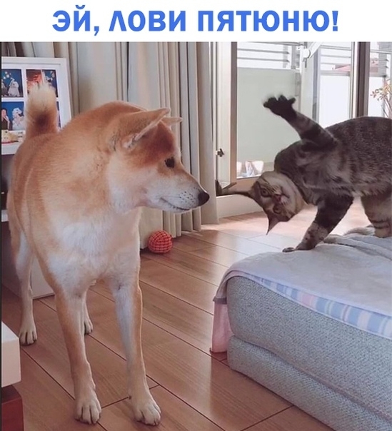 ЭЙ АОВИ ПЯТЮНЮ