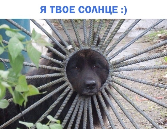 Я ТВОЕ СОАНЦЕ