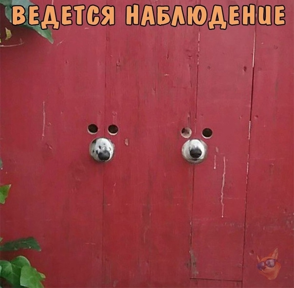 цшя пизде