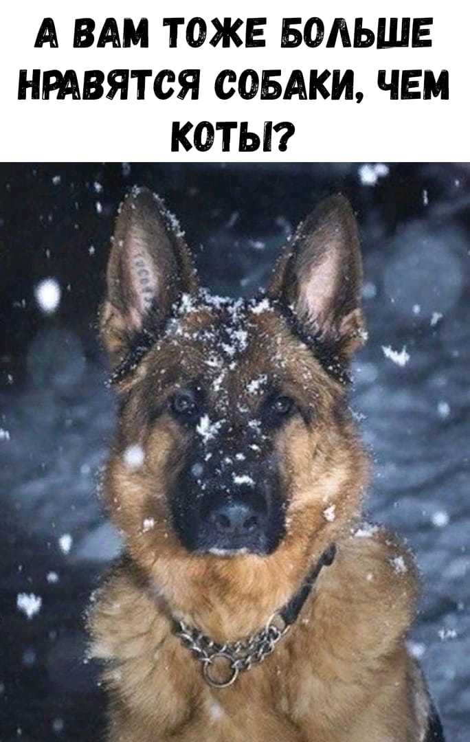 А ВАМ ТОЖЕ БОЛЬШЕ НРАВЯТСЯ СОБАКИ ЧЕМ КОТЫ