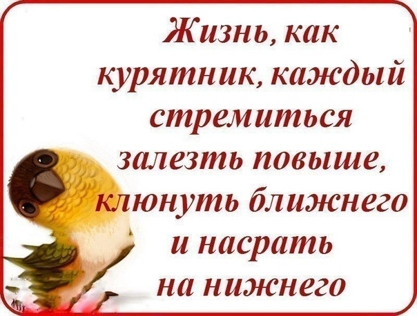 Жизнь как курятник каждый стремиться залезть повыше юнуть ближнего и насрать на нижнего
