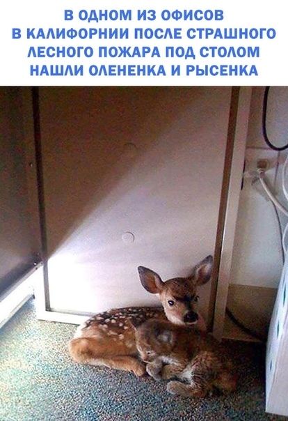 В ОДНОМ ИЗ ОФИСОВ В КААИФОРНИИ ПООАЕ СТРАШНОГО АЕСНОГО ПОЖАРА ПОД СТООМ НАШИ ОАЕНЕНКА И РЫСЕНКА