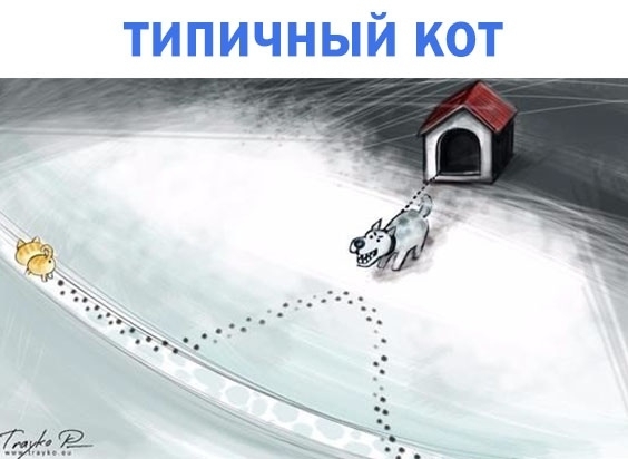 типичный кот