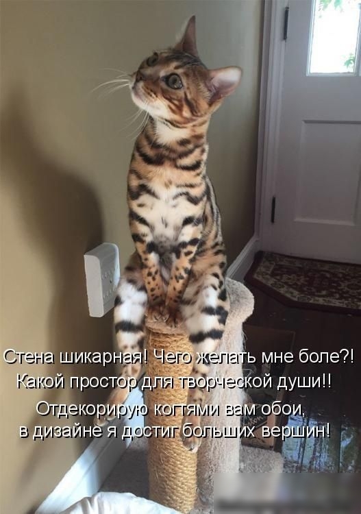 годжепа ь мне боле гэдрчэг кой души