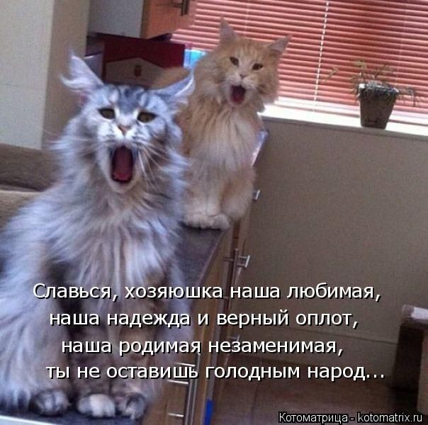 чізякзшка наша любимая аша надежда и верный оплот а нашахрвдимая незаменимая не очаеипШь голодным народ ч _ Котоматрица иошотапхх