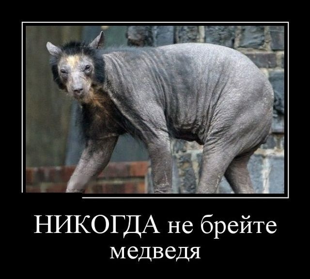 НИКОГДА не брейте медведя