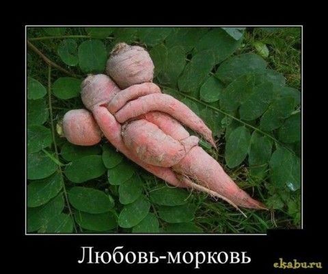 Любовьморковь д
