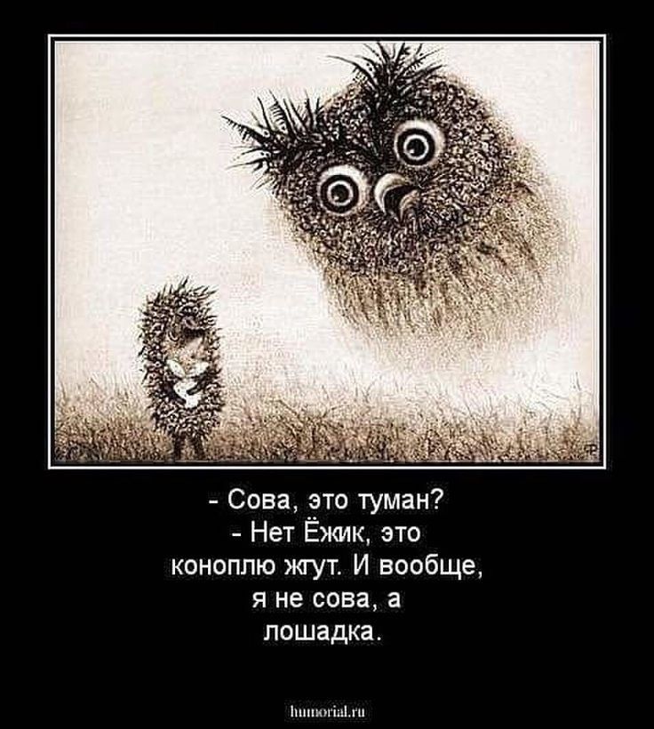 Сова это туман Нет Ёжик это коноплю жгут И вообще я не сова а лошадка