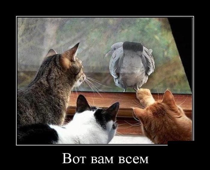 Вот вам всем