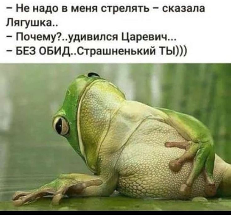 Не надо в меня стрелять сказала Лягушка Почемуудивипся Царевич БЕЗ ОБИДСтрашненький ТЬ