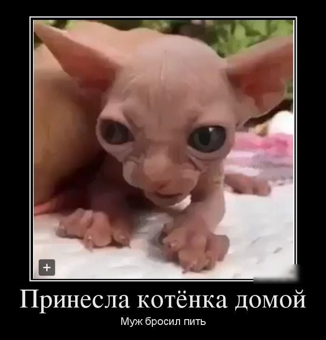 Принесла котёнка домой Муж бросил пить