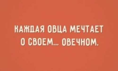 НАШПАЯ ОВЦА МЕЧТАЕТ О СВОЕМ ОВЕЧНОМ