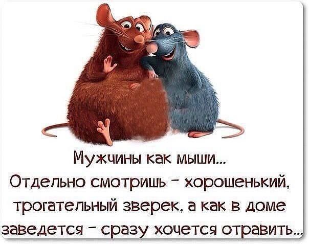 Мужчины как мыши Отдельно смотришь хорошенький трогатепьный зверек а как в доме заведется сразу ХОЦЭТСЯ отравить
