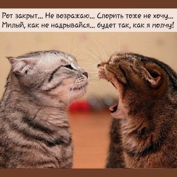 Рот закрыт Не возрожаю Спорить тоже не хочу Милый как не нодрыыйсж бчдет так как я молчу