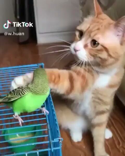 Тікток амішап