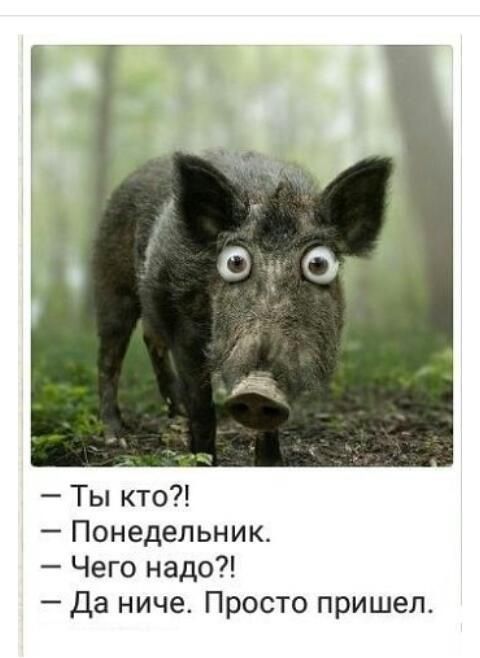Ты кто Понедельник Чего надо да ниче Просто пришел