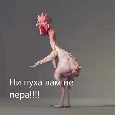 Ни пуха ва не пераЦН